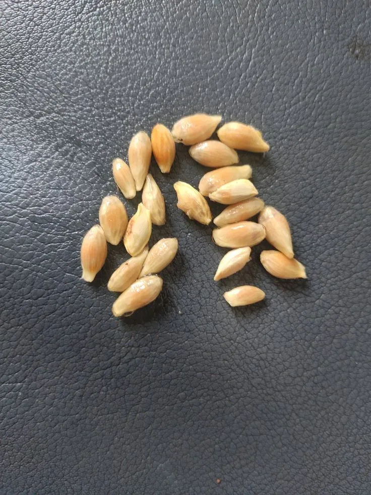 Citrus Lemon Seeds